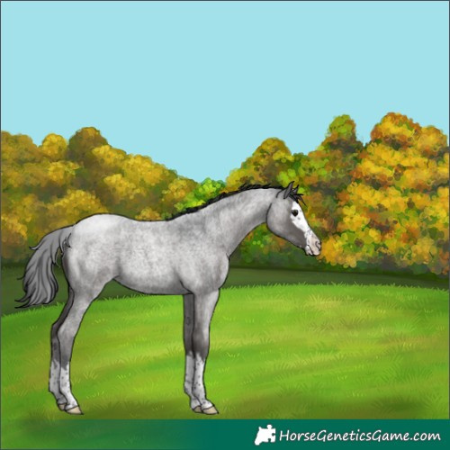 Horse Color:Blue Roan Splash