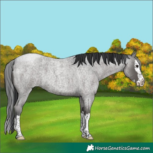 Horse Color:Blue Roan Splash 