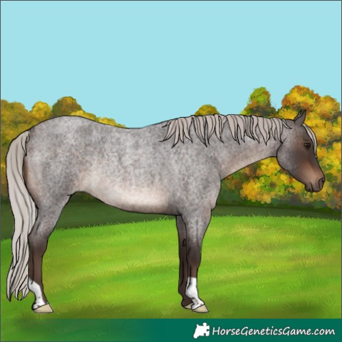 Horse Color:Silver Brown Roan Rabicano 