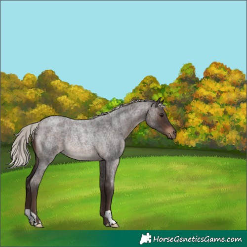 Horse Color:Silver Brown Roan Rabicano