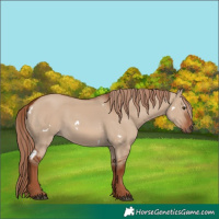 Horse Color:White Spotted Red Dun Rabicano
