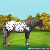 Horse Color:Liver Chestnut Mushroom Appaloosa 