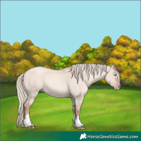 Horse Color:White Spotted Gold Champagne Dun Mushroom Tobiano 
