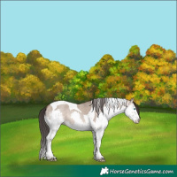 Horse Color:Sable Champagne Dun Splash Tobiano