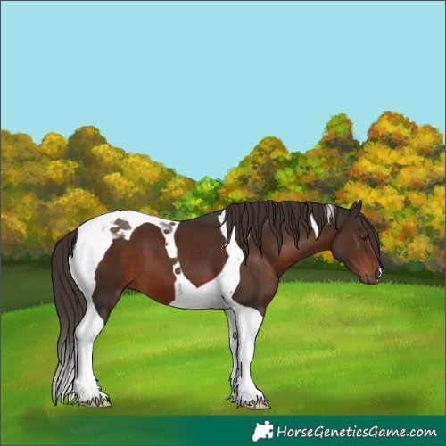Horse Color:Liver Chestnut Tobiano 