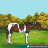 Horse Color:Liver Chestnut Tobiano 