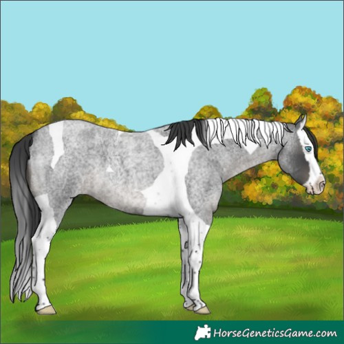 Horse Color:Blue Roan Splash Tobiano