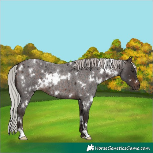 Horse Color:White Spotted Silver Brown Roan 