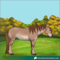 Horse Color:Red Dun
