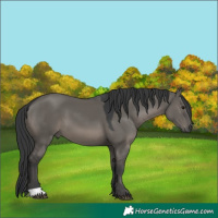 Horse Color:Grullo 