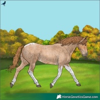 Horse Color:Red Roan Tobiano 