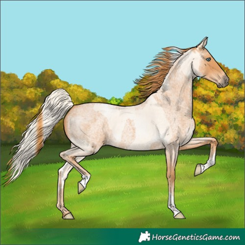 Horse Color:Palomino Roan Pearl  and Red Roan 