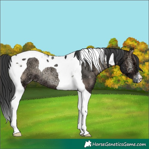 Horse Color:Blue Onyx Ice Tobiano Rabicano