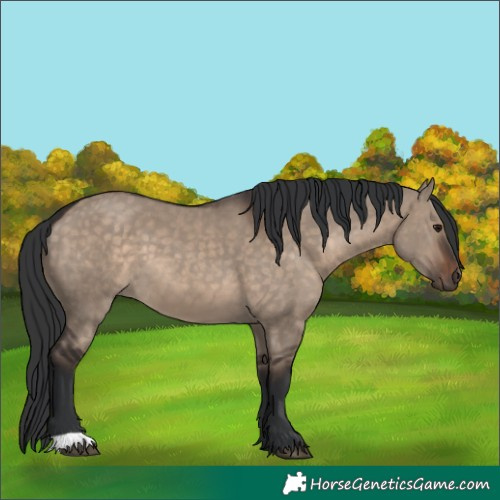 Horse Color:Brown Dun 