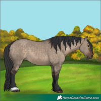 Horse Color:Brown Dun