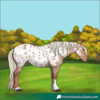 Horse Color:Red Dun Mushroom Tobiano Appaloosa 