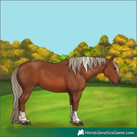 Horse Color:White Spotted Chestnut Tobiano Rabicano