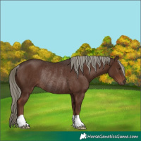 Horse Color:Liver Chestnut Mushroom Rabicano