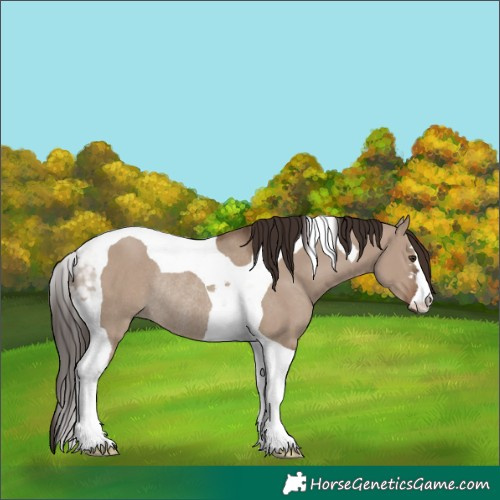 Horse Color:Liver Red Dun Tobiano Rabicano 