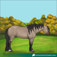Horse Color:Brown Dun