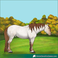 Horse Color:Brown Roan Pearl Dun