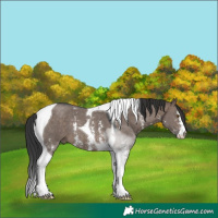Horse Color:Brown Dun Sabino Tobiano