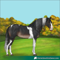 Horse Color:Brown Splash Tobiano 