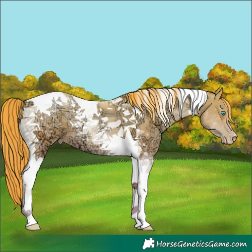 Horse Color:Buckskin Ice Pearl Tobiano 