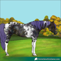 Horse Color:Watercolor Midnight Buckskin Ice Tobiano Rabicano