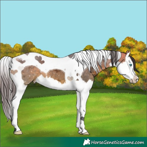 Horse Color:Buckskin Ice Splash Tobiano 