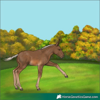 Horse Color:Chocolate Palomino