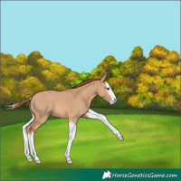 Horse Color:Red Dun Splash 