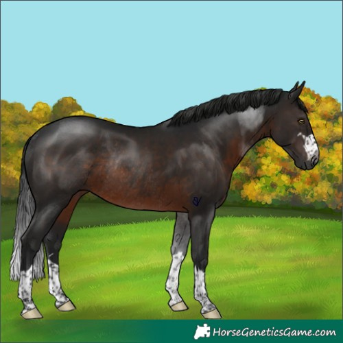 Horse Color:Gray Brown Rabicano 