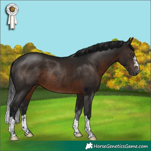 Horse Color:Gray Brown Rabicano 