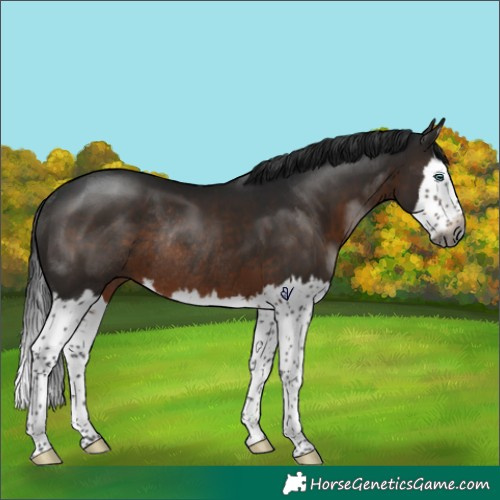 Horse Color:Gray Brown Splash Rabicano 