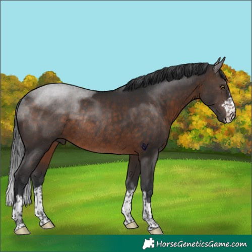 Horse Color:Brown Rabicano 
