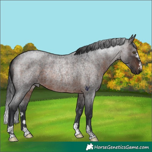 Horse Color:Brown Roan Rabicano 