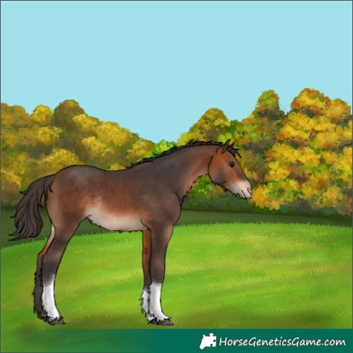 Horse Color:Bay Tobiano Appaloosa Rabicano 