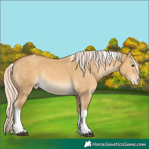 Horse Color:Palomino Dun Tobiano Appaloosa 