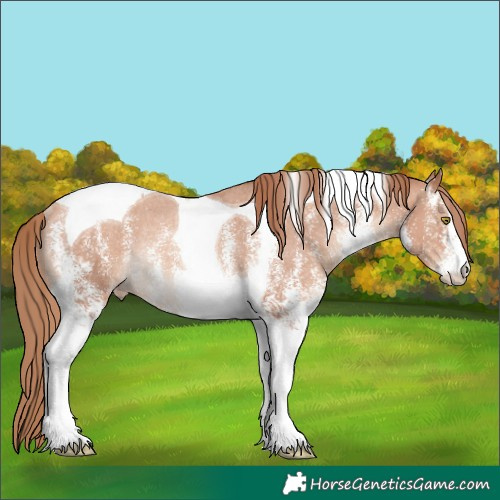 Horse Color:White Spotted Gold Champagne Tobiano Appaloosa Rabicano 