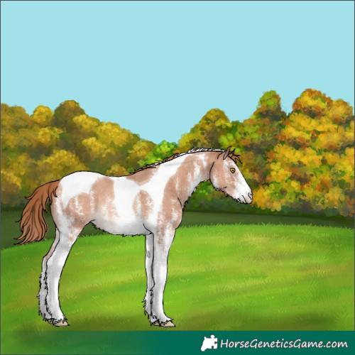 Horse Color:White Spotted Gold Champagne Tobiano Appaloosa Rabicano