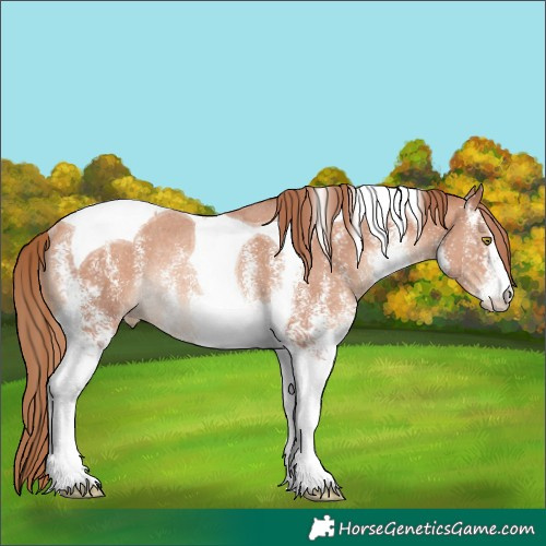 Horse Color:White Spotted Gold Champagne Tobiano Appaloosa Rabicano 