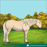 Horse Color:Palomino 