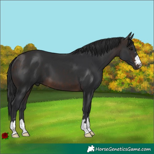 Horse Color:Brown 