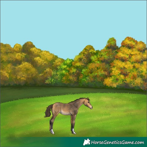 Horse Color:Buckskin 