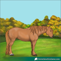 Horse Color:Chestnut 