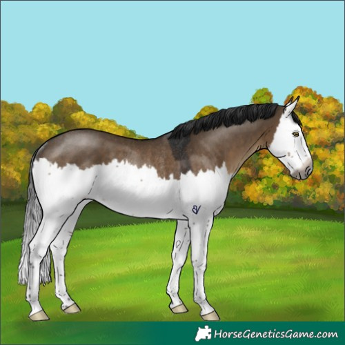 Horse Color:Gray Brown Dun Splash Rabicano 