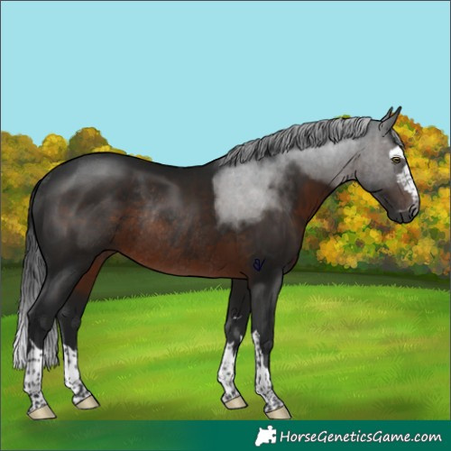 Horse Color:Gray Brown Rabicano 