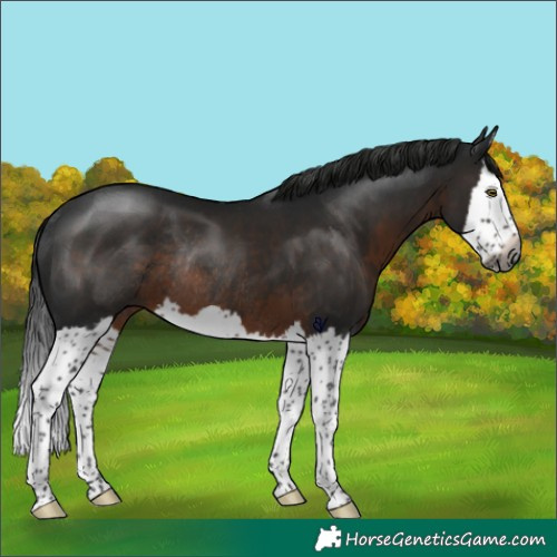 Horse Color:Gray Brown Splash Rabicano 