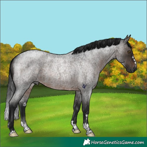 Horse Color:Gray Brown Roan Rabicano 